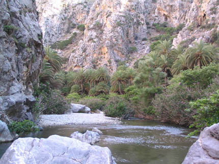 Το ποτάμι με τους φοίνικες στην παραλία Πρέβελη