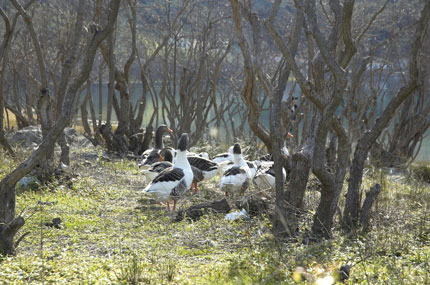 Ducks in Agia Lake
