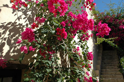 Flora in Crete