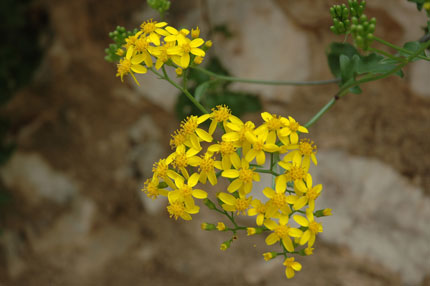 Flora in Crete