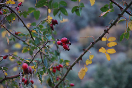 Flora in Crete