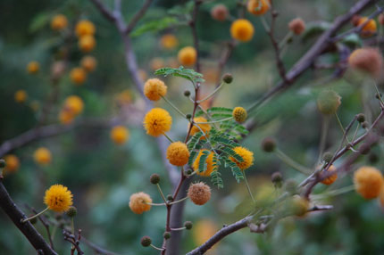 Flora in Crete