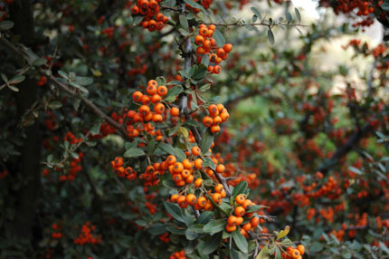 Flora in Crete