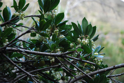 Flora in Crete