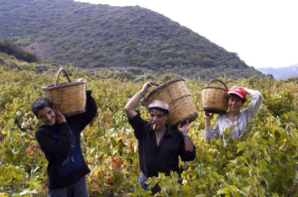 Vine harvest