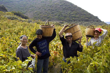 Vine harvest