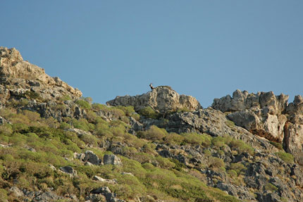 Kri-Kri in Thodorou island