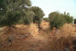 Minoan tholos tomb in Stylos