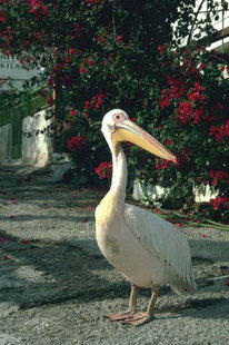 Ein Pelikan im Dorf Sougia