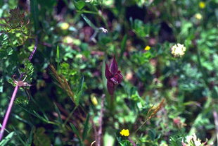 Orchid family (Serapia pariflora), Agia Lake