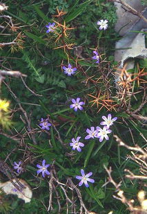 Glory of the snow (Chiondoxa cretica), Kalergis