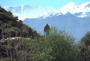 A Cretan shepherd and his flock, Aptera