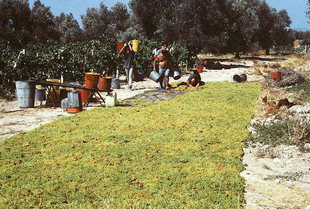 Harvesting grapes for raisins, Iraklion