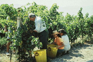 Harvesting grapes for raisins, Iraklion