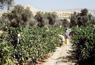 Die Traubenlese für Weinbeeren, Iraklion