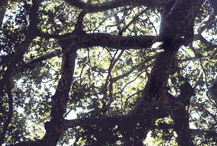 Ungewöhnlich geformte Zweige von einem großen Baum im Kaloidena-Kloster