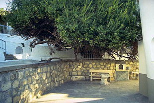 The famous myrtle tree in the Palianis Monastery