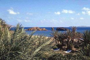 The palm grove of Vai
