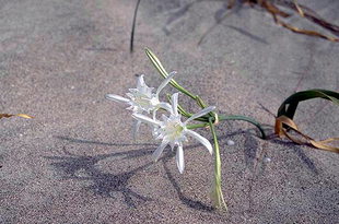 Fleurs sauvages dans la plage d'Elafonisi