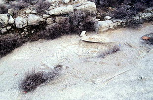 I pavimenti mosaicati della basilica del Primo Periodo Bizantino di Seli