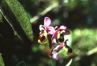 Ophrys tenthredinifera