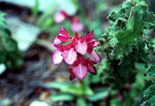 Orchis papilionace