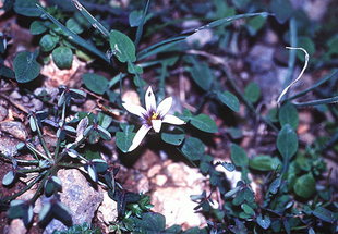 Romulea bulbocodium