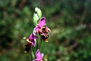 Ophrys scolopax