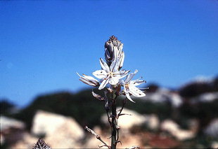 Asphodelus aestivus